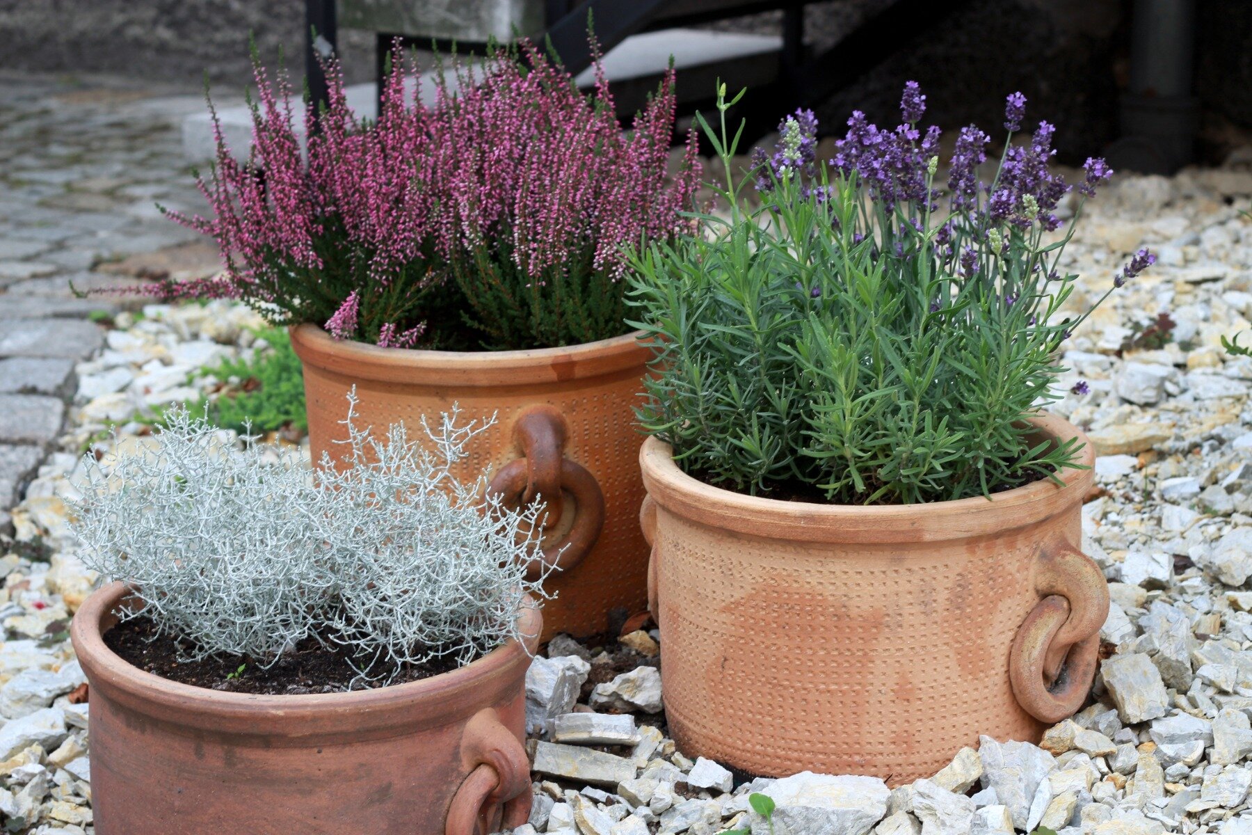 Lavendel und heather in Terrakotta-Töpfe