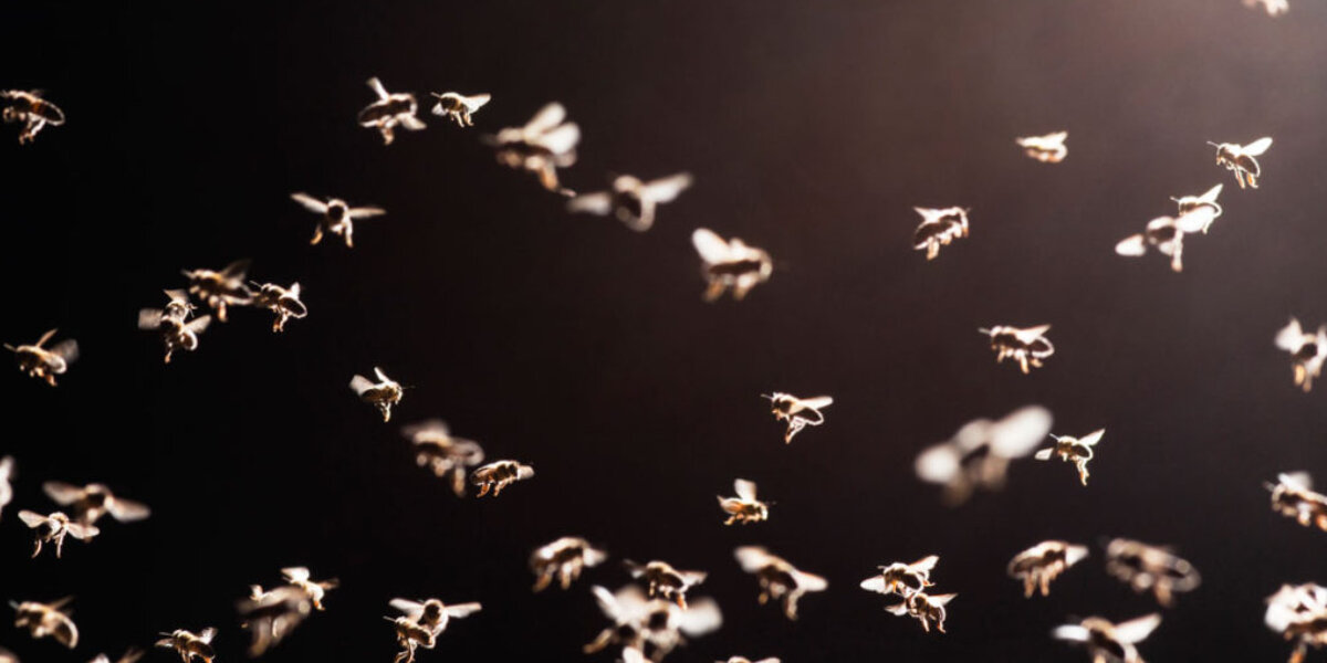 Warum lockt künstliches Licht Mücken an?