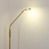 Gulkana Stehleuchte LED Gold, 1-flammig